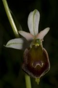 Ophrys crabronifera